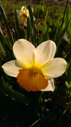 "Spring Daffodil" Photo Credit: Jane H. Johann, Palmyra, WI , USA April, 2015