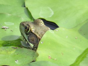 "Green Frog on the Lily Pad" Photographer Judy Mayer; Stoughton, WI. c.2014. Used with Permission.